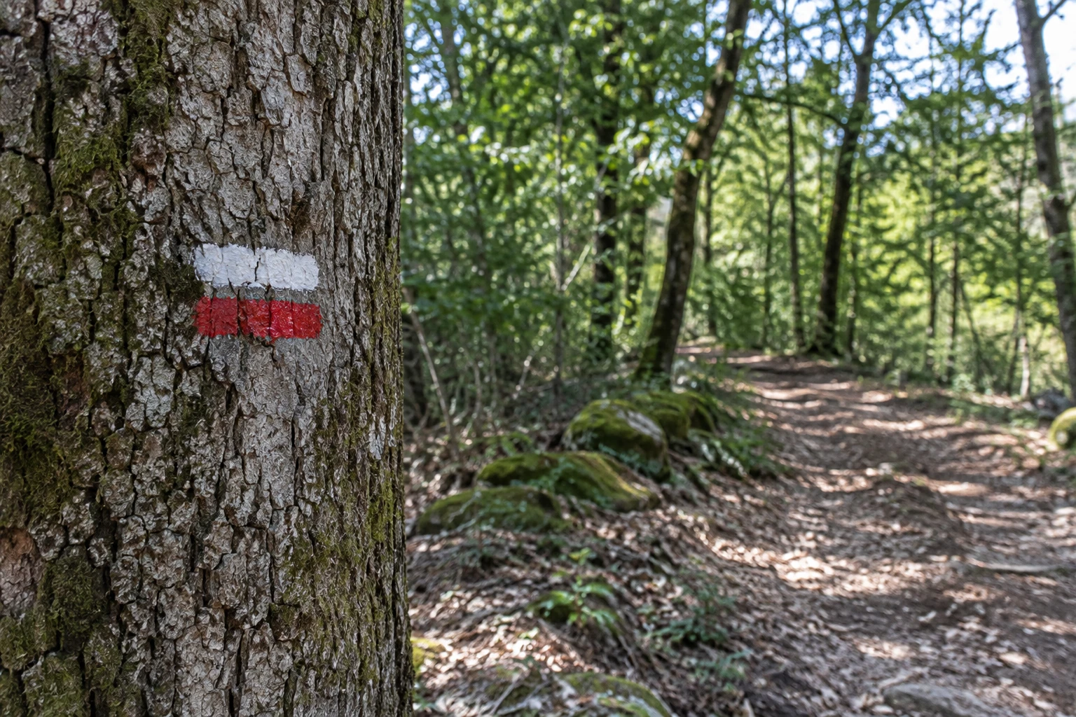 Marque de balisage blanc et rouge peinte sur un tronc d'arbre le long d'un chemin forestier ensoleillé