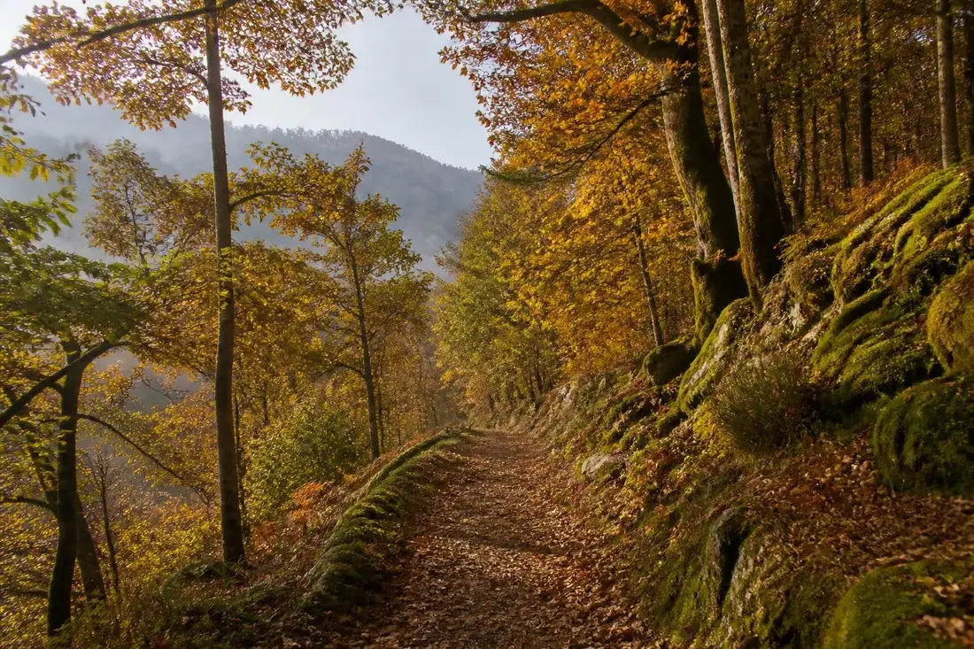 explorez le gr®534, sentier stanislas-kléber : découvrez son histoire fascinante et bénéficiez de conseils pratiques pour une randonnée réussie.