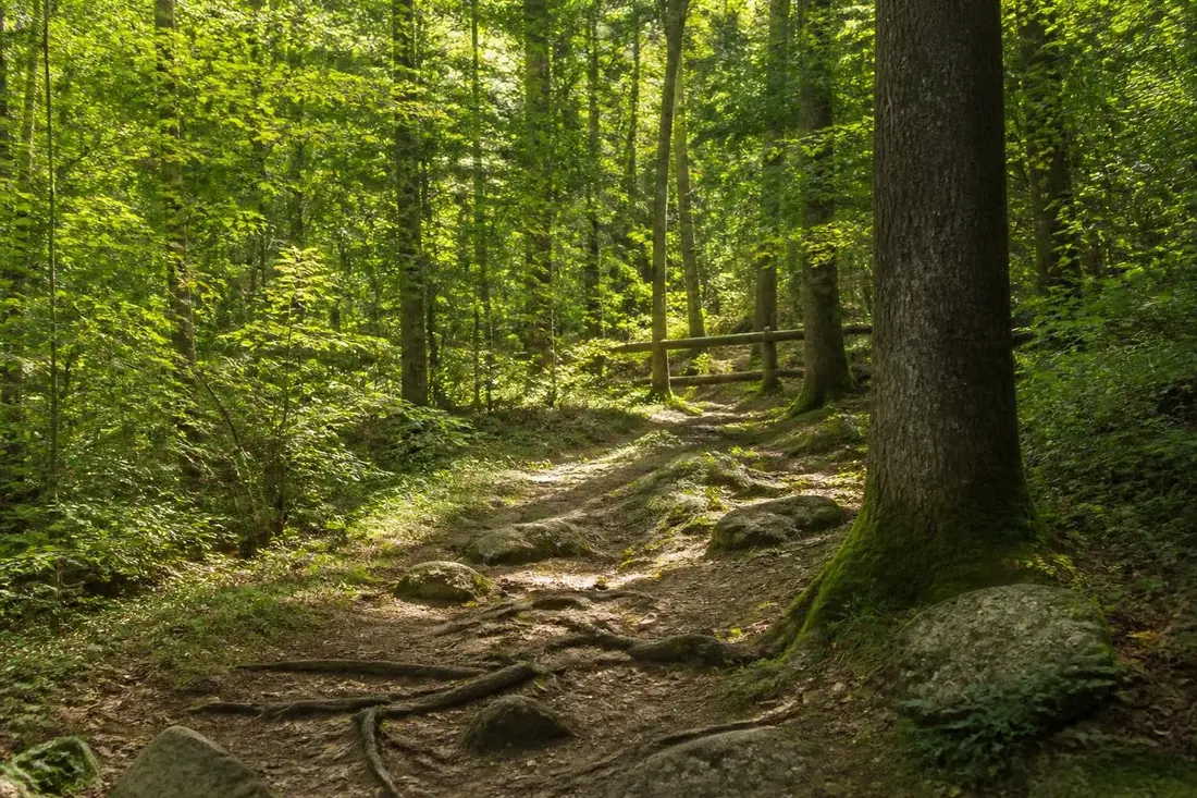 découvrez la boucle sur le sentier des maquisards dans l'aube, une randonnée alliant immersion historique et beauté naturelle, idéale pour les passionnés d'histoire et les amoureux de la nature.