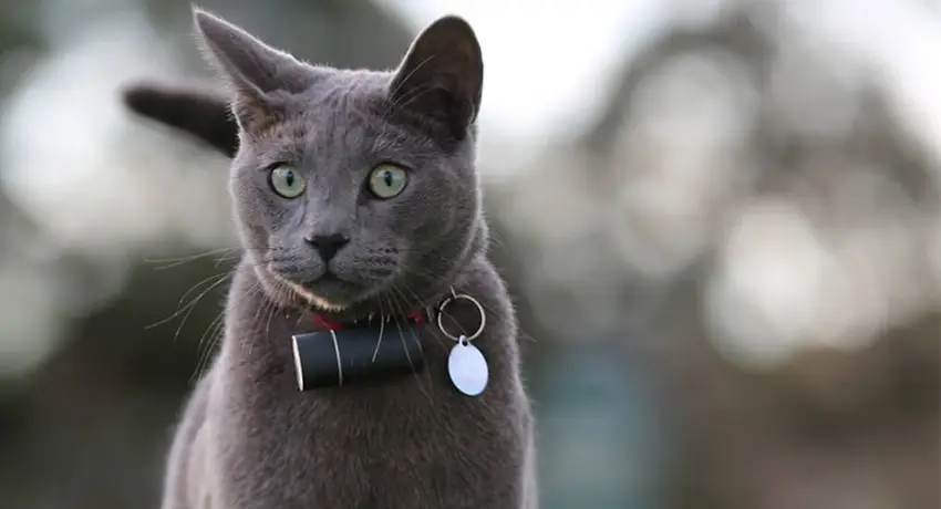 collier gps pour chat avis