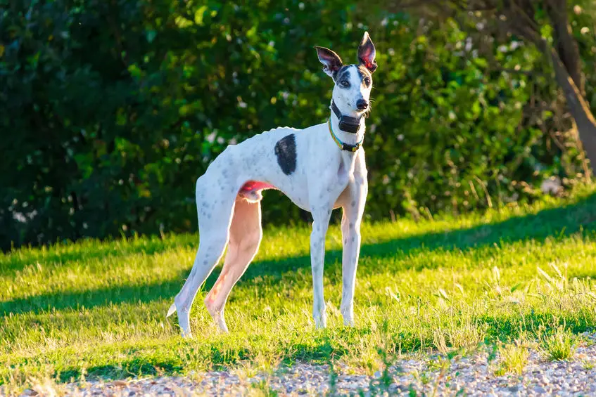 comparatif collier gps pour chien