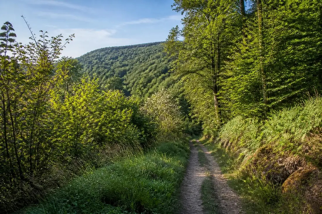 découvrez le gr®25, un itinéraire de randonnée pittoresque reliant sotteville-sous-le-val à montville en seine-maritime, idéal pour les amateurs de nature et de patrimoine.