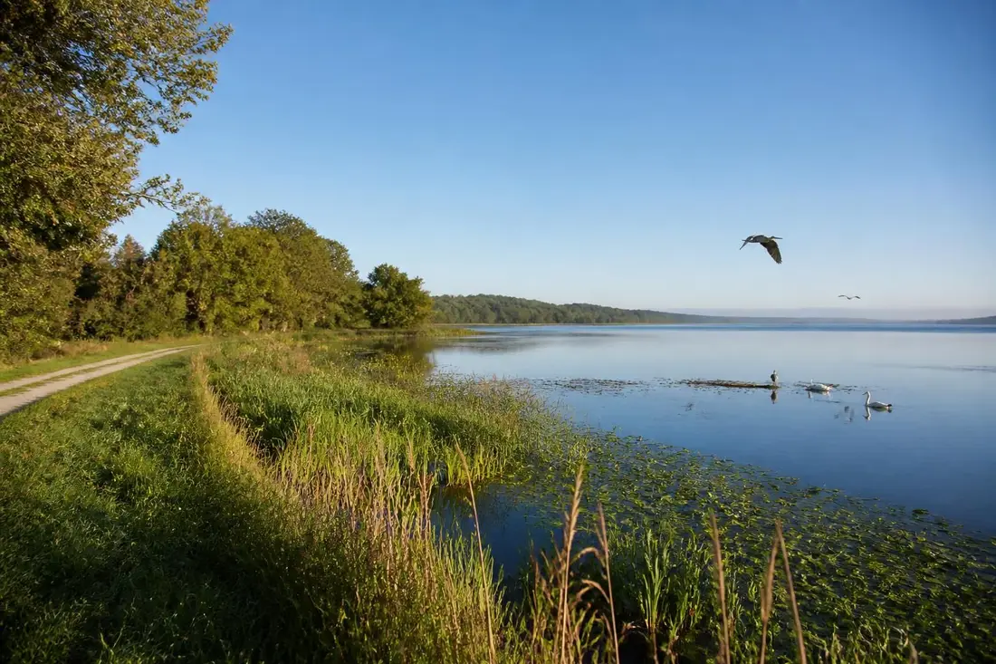 explorez le magnifique tour du lac de grand-lieu en loire-atlantique, une escapade idéale pour les amateurs de nature, de randonnée et d'observation des oiseaux.