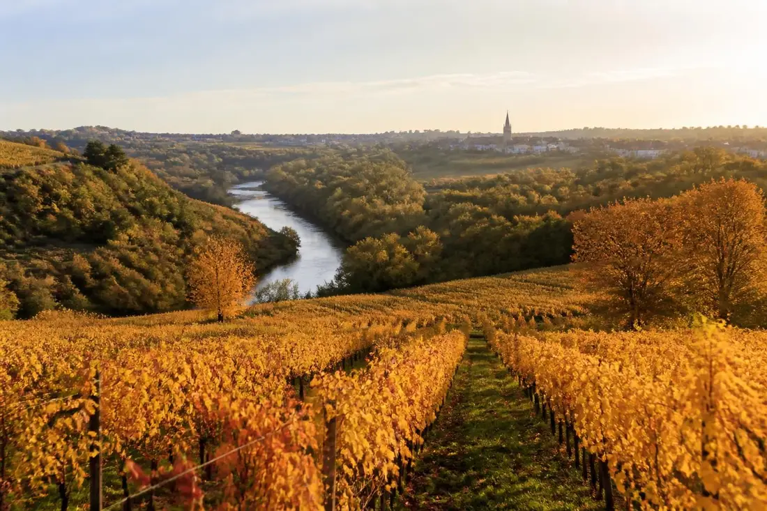 explorez le tour du vignoble de sèvre et maine, une région viticole unique entre vendée et loire-atlantique, pour des paysages magnifiques et des dégustations inoubliables.