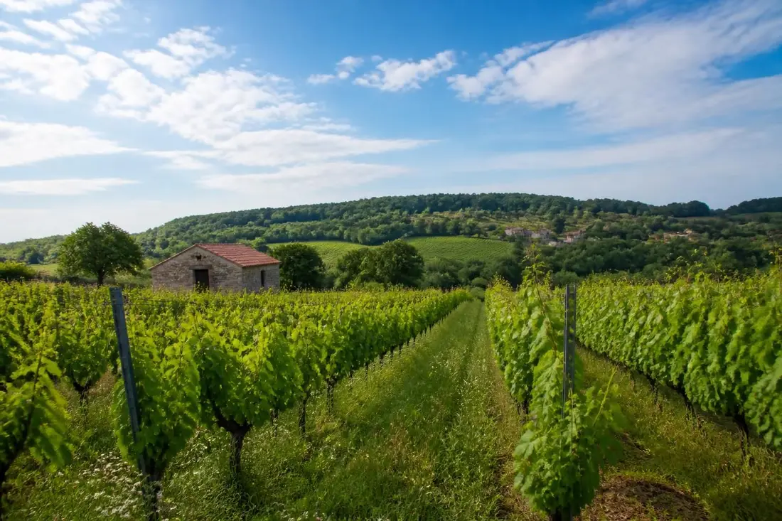 partez à la découverte du vignoble de sèvre et maine, entre vendée et loire-atlantique, et explorez ses paysages viticoles uniques, ses vins d'exception et son patrimoine riche.
