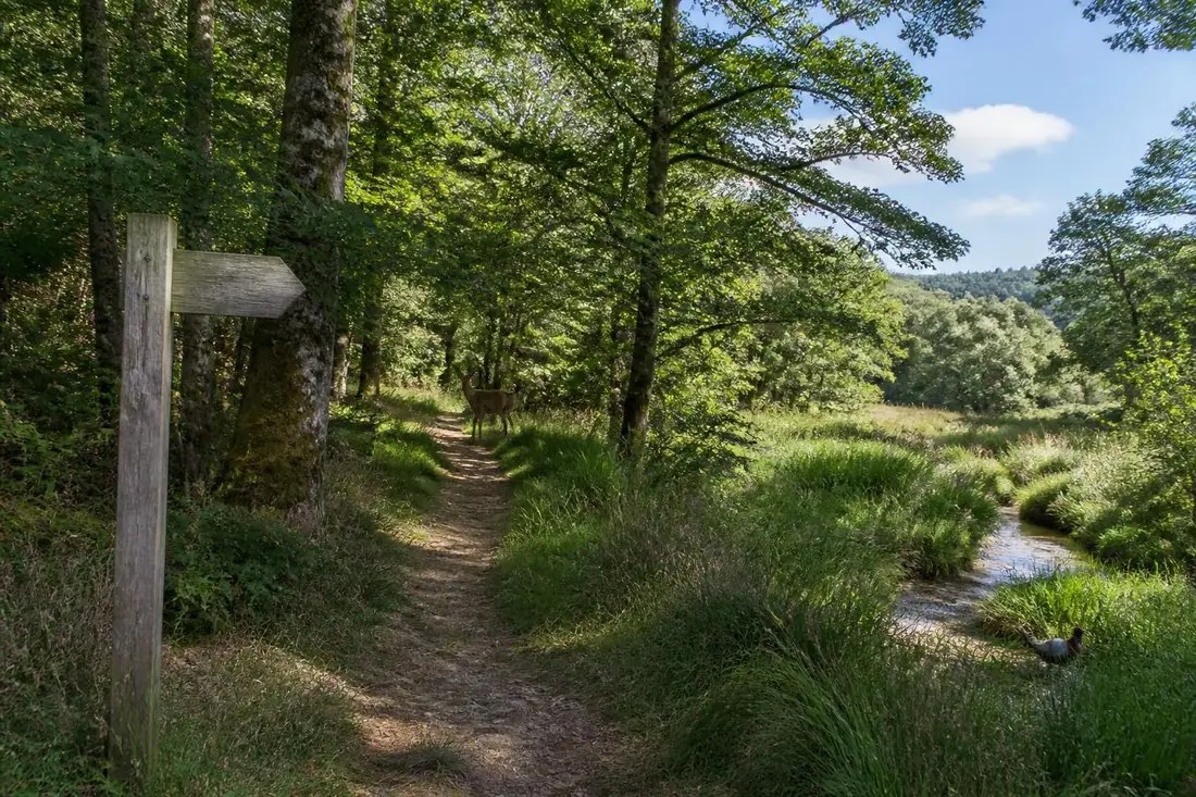 explorez le gr®13, un sentier de grande randonnée qui traverse le gâtinais jusqu'au morvan, en passant par la seine-et-loire et la seine-et-marne. découvrez paysages variés, patrimoine culturel et nature préservée.