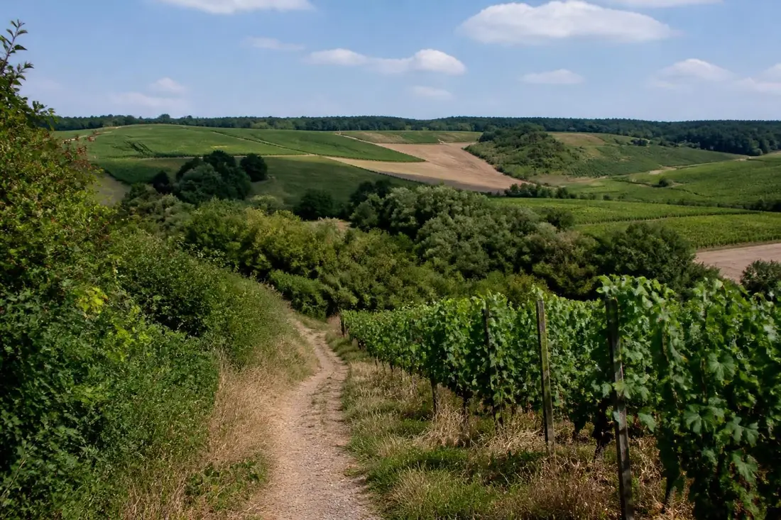 explorez le gr®142 de verzenay à laon en suivant les magnifiques paysages des vallées de la marne et de l’aisne, idéal pour les amateurs de randonnée et de nature.