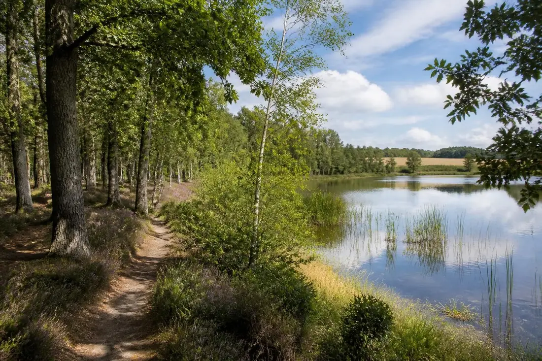 explorez le gr®31 en sologne à travers les départements du nièvre, du cher et du loir-et-cher pour une randonnée inoubliable au cœur de paysages naturels préservés.