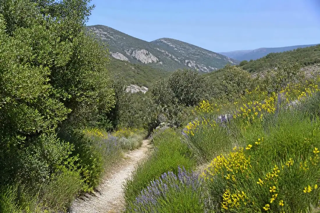 partez à l'aventure sur le gr®429 et découvrez un itinéraire spectaculaire entre dieulefit et viviers, traversant les paysages authentiques de la drôme et de l'ardèche.