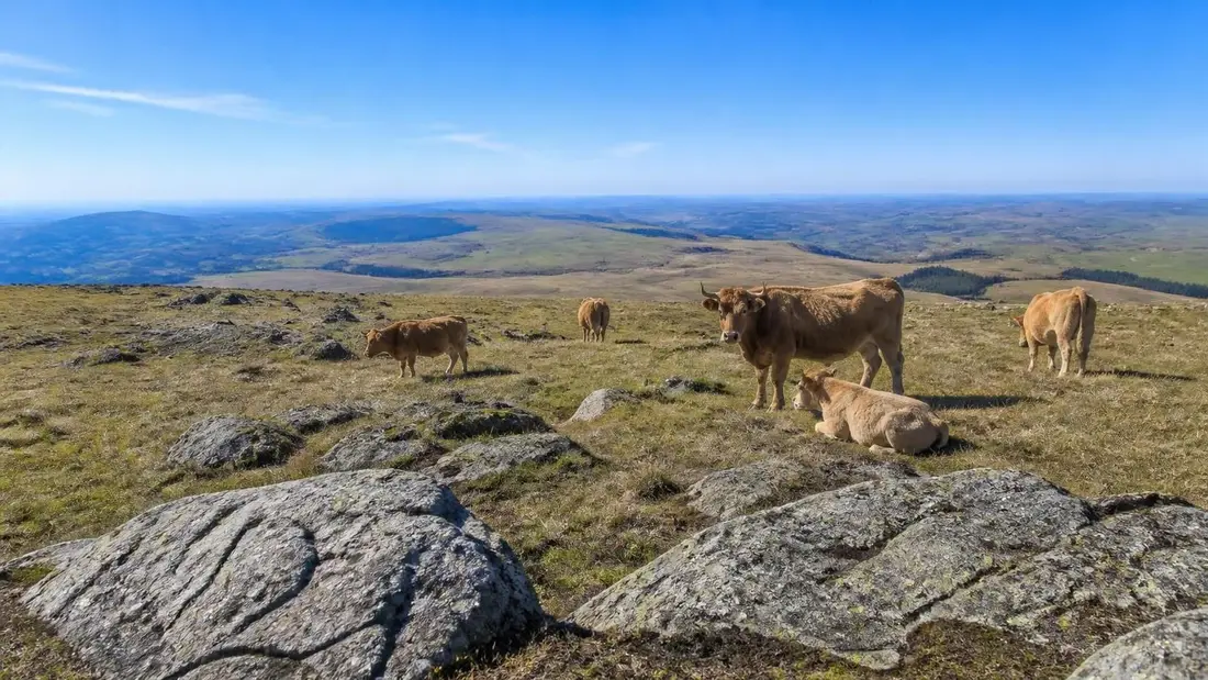 explorez le gr®60, un parcours spectaculaire du signal de mailhebiau à st mathieu-de-tréviers, mêlant paysages de lozère, aveyron et hérault pour une expérience de randonnée inoubliable.