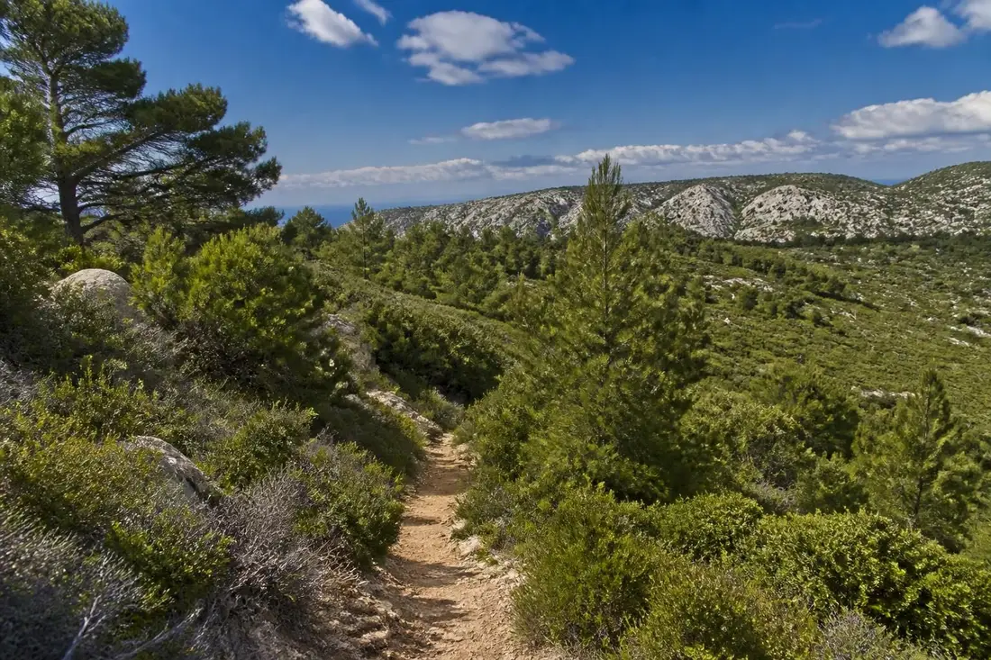 partez à la découverte du sentier gr®98, de la madrague au col du pilon, et explorez les paysages magnifiques des bouches-du-rhône lors d'une randonnée inoubliable.