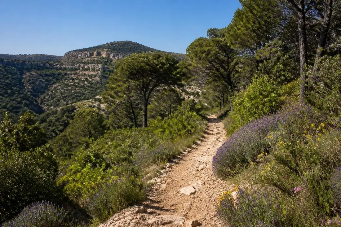 explorez le gr®99 entre revest-les-eaux et trigance dans le var, un sentier de randonnée offrant paysages naturels, villages pittoresques et découverte du terroir provençal.
