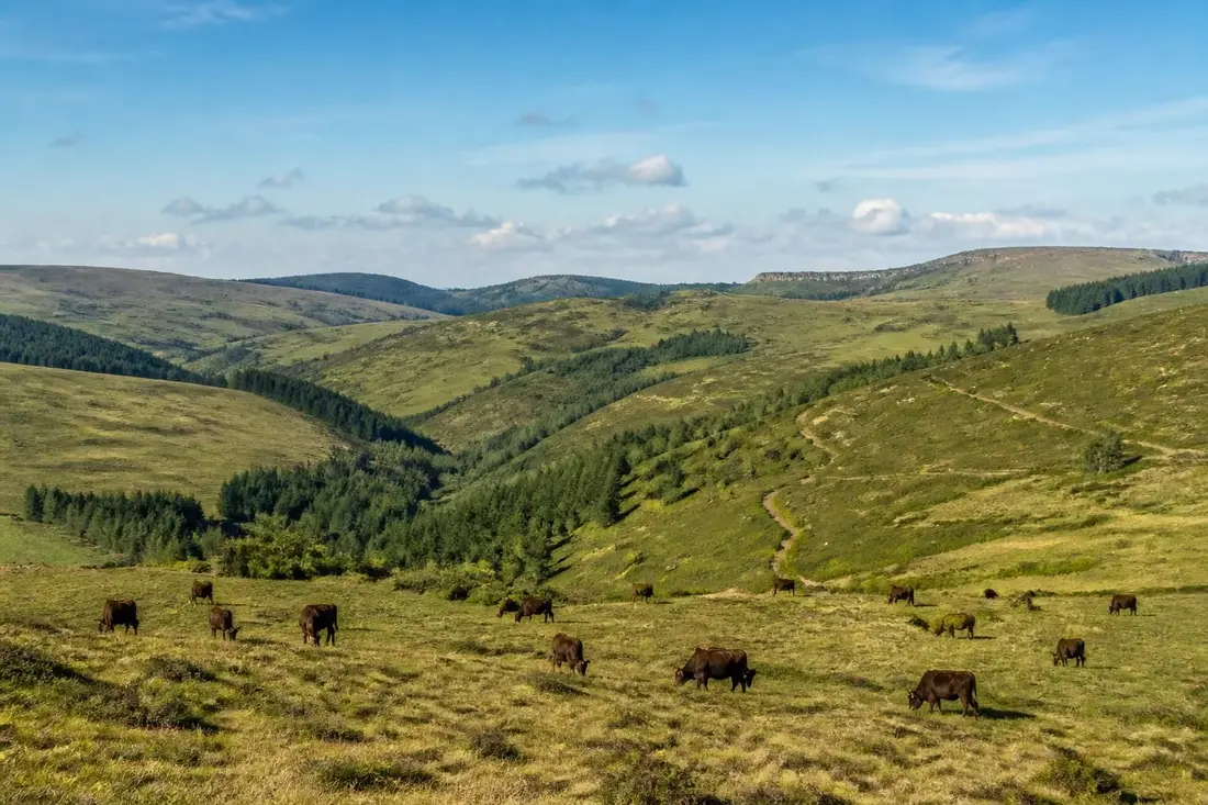 explorez le tour des monts aubrac, un parcours magnifique entre lozère, aveyron et cantal, pour découvrir des paysages naturels préservés, une faune riche et une culture authentique.