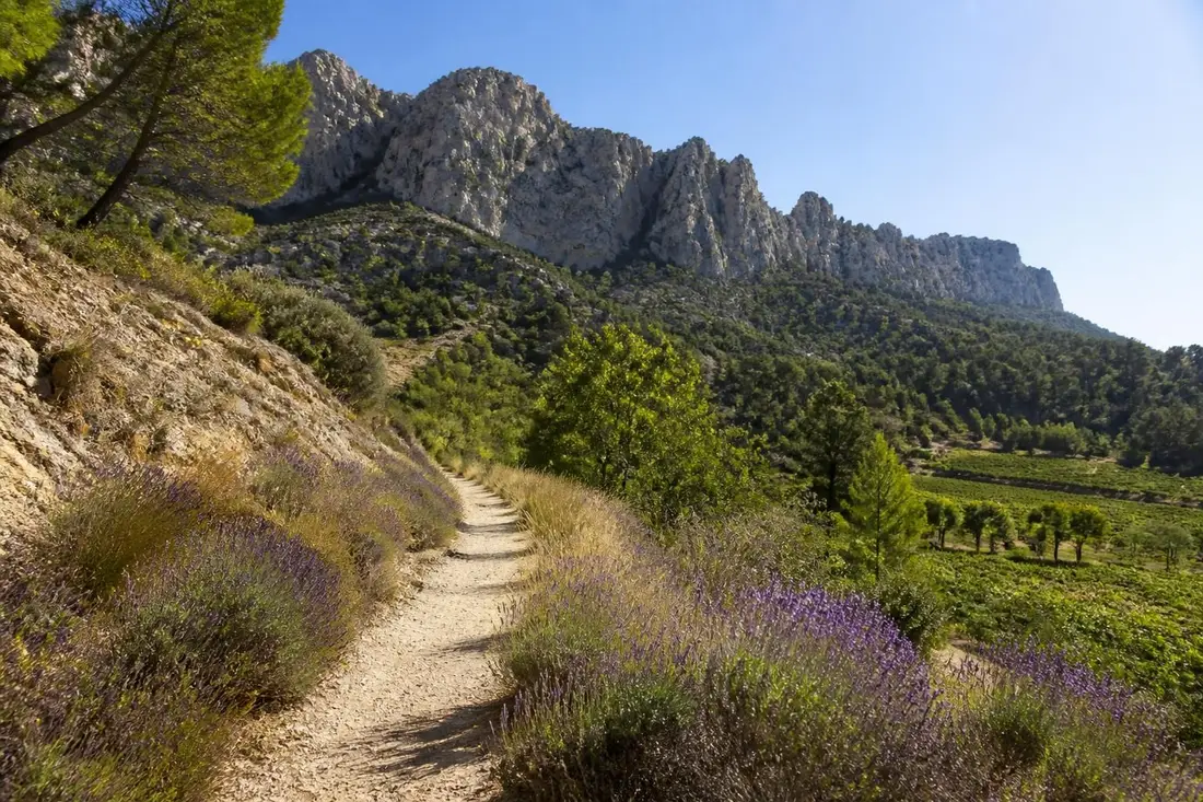 partez à la découverte du massif de rasteau dans le vaucluse, une randonnée exceptionnelle offrant des paysages naturels incontournables et une immersion au cœur de la provence.