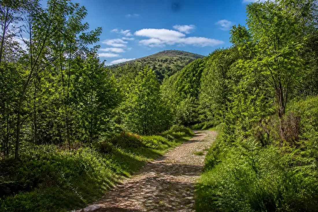 explorez le tour du mont des avaloirs, point culminant entre mayenne, orne et sarthe, pour une randonnée riche en paysages et en découvertes naturelles.
