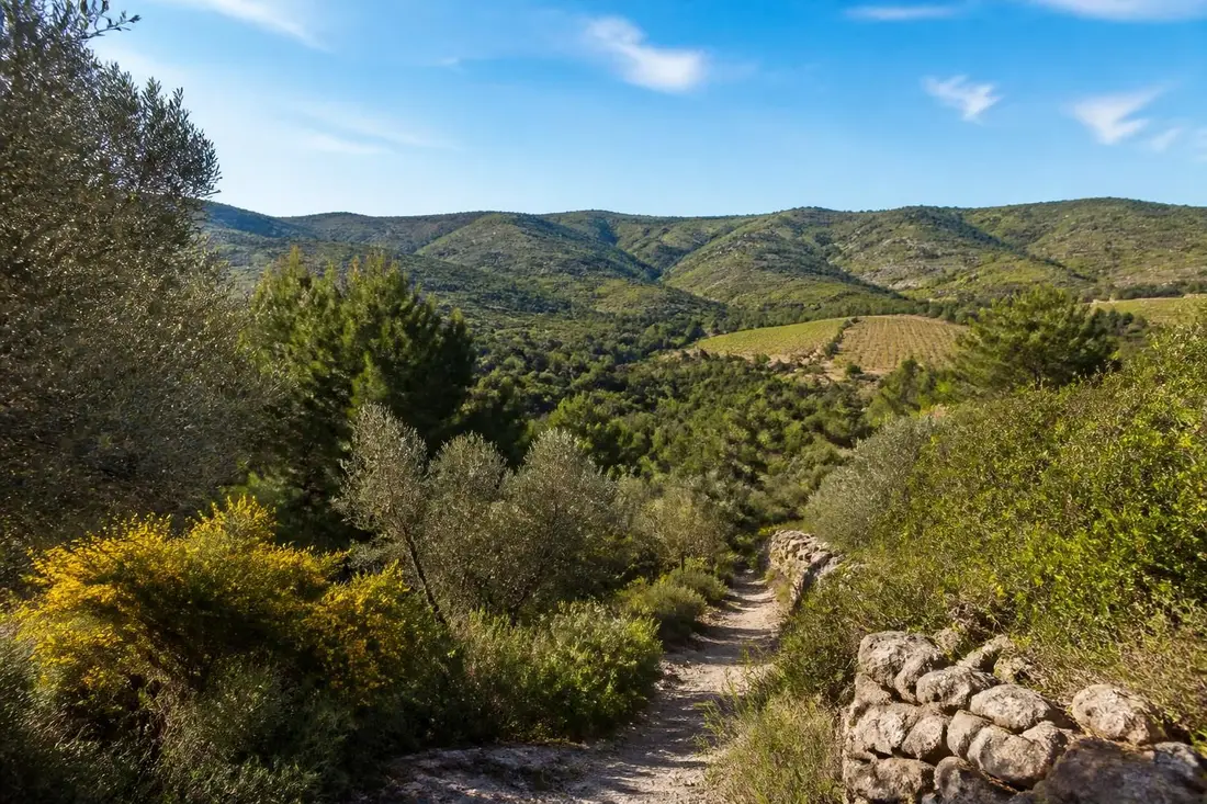 découvrez le gr®787 de saint-gervais-sur-mare à capestang, un itinéraire incontournable pour explorer les paysages magnifiques et le patrimoine riche de l'hérault.