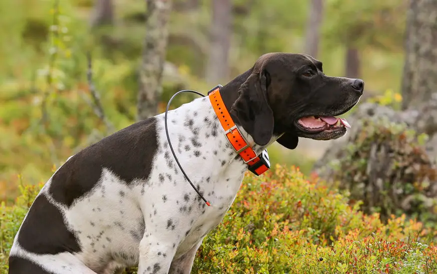 meilleur collier gps chien avis