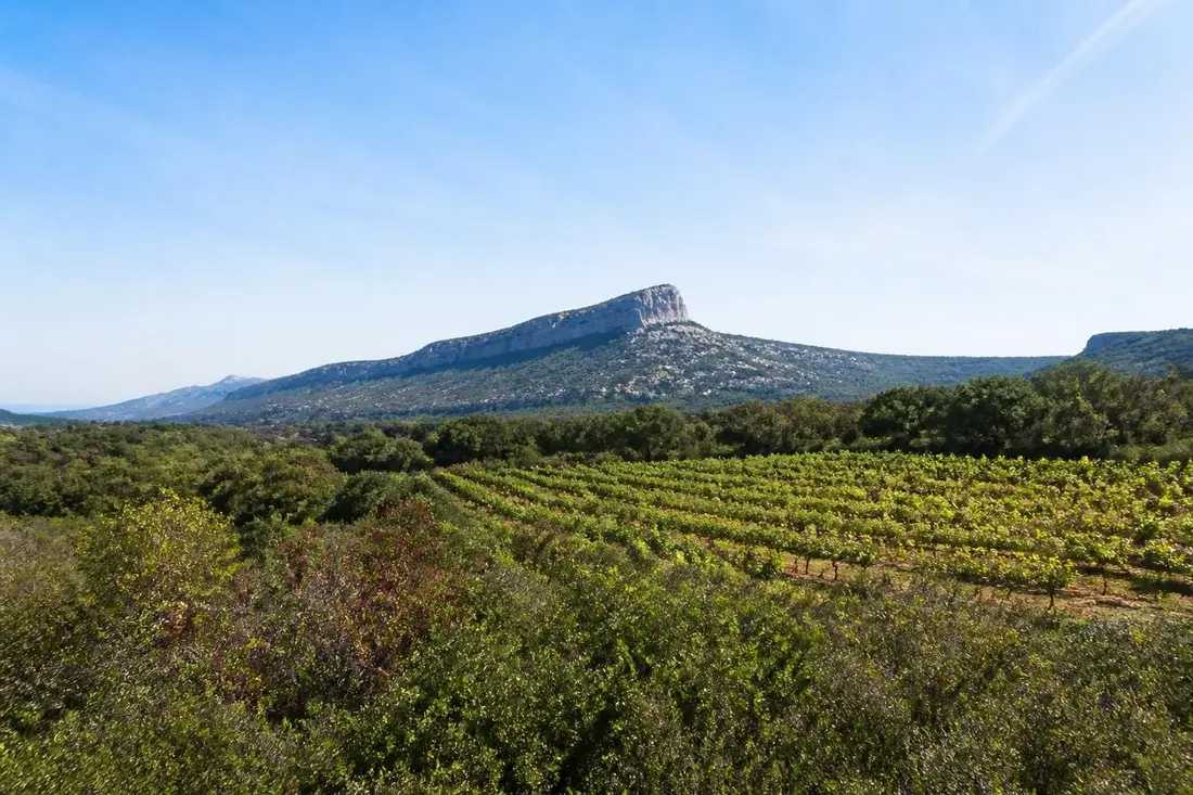 découvrez un tour unique dans le grand pic st-loup, alliant la beauté des vignobles aux paysages impressionnants des causses dans l'hérault.