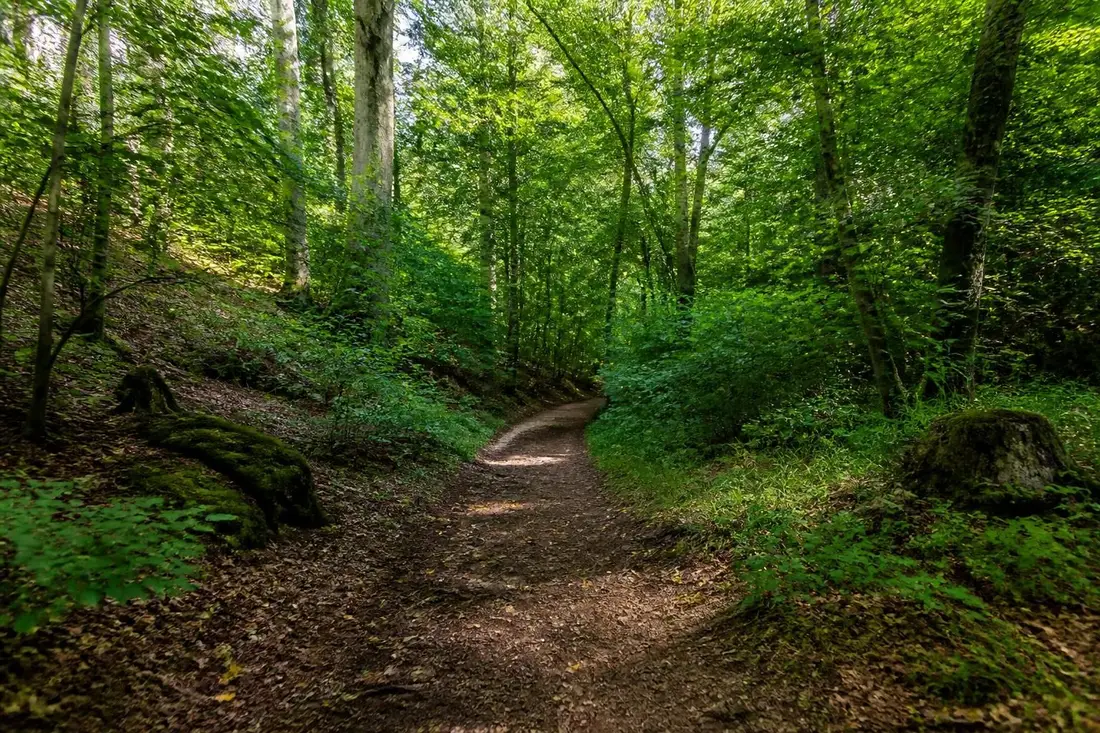 découvrez le tour de la ceinture verte d’île-de-france, un parcours naturel incontournable pour les amateurs de randonnée et de nature en pleine région parisienne.