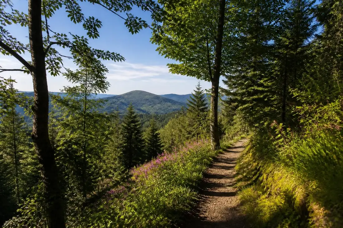 découvrez le tour de la déodatie nord, un itinéraire nature unique entre les vosges et la meurthe-et-moselle, idéal pour les amateurs de randonnée et de paysages préservés.