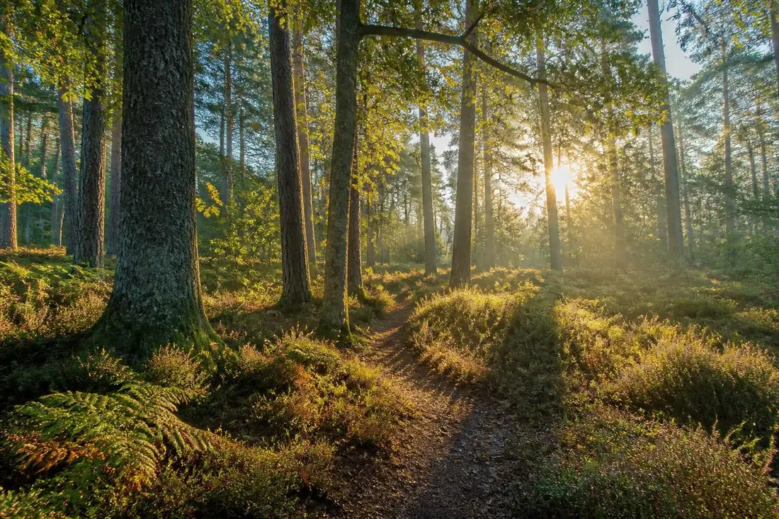 découvrez le tour de la sologne et ses paysages incontournables à travers les départements du loiret, du cher et du loir-et-cher. partez à la découverte de la nature sauvage, des forêts majestueuses et des sites historiques emblématiques.