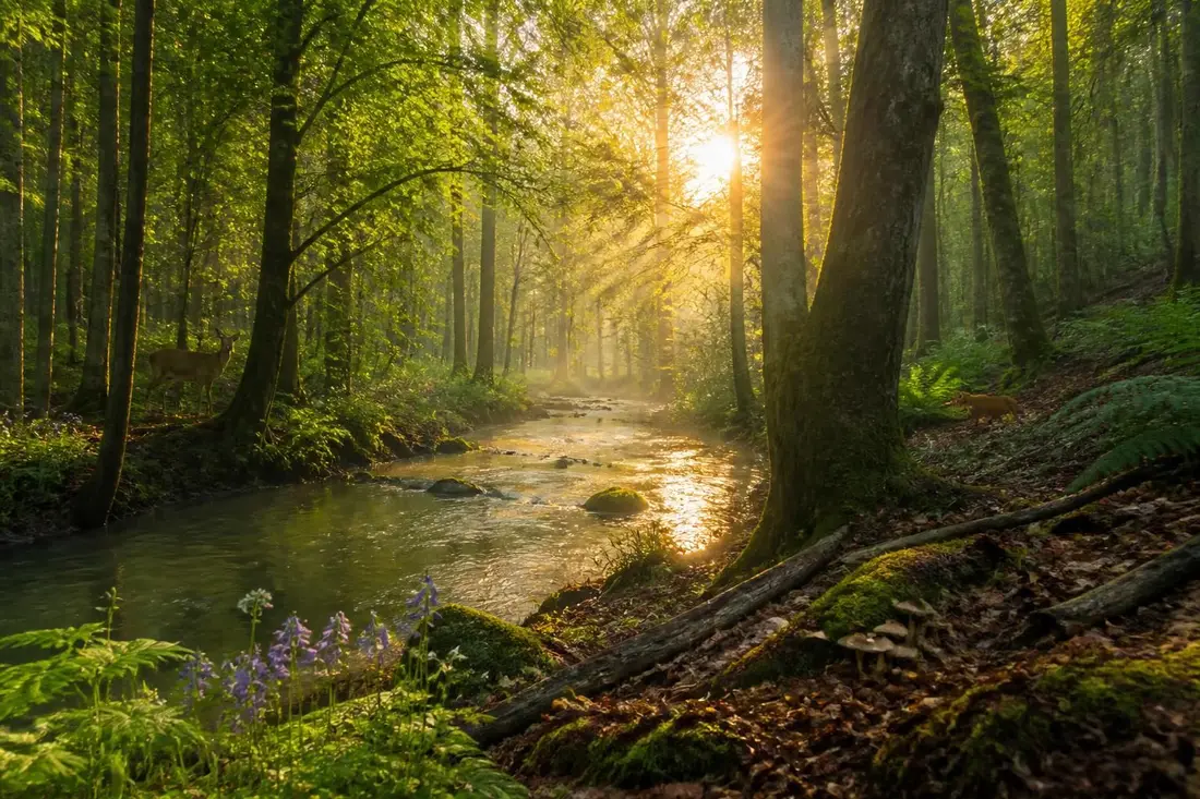 explorez le tour des forêts d'othe et laissez-vous émerveiller par les paysages préservés et la biodiversité exceptionnelle de l'aube. une aventure nature à ne pas manquer !