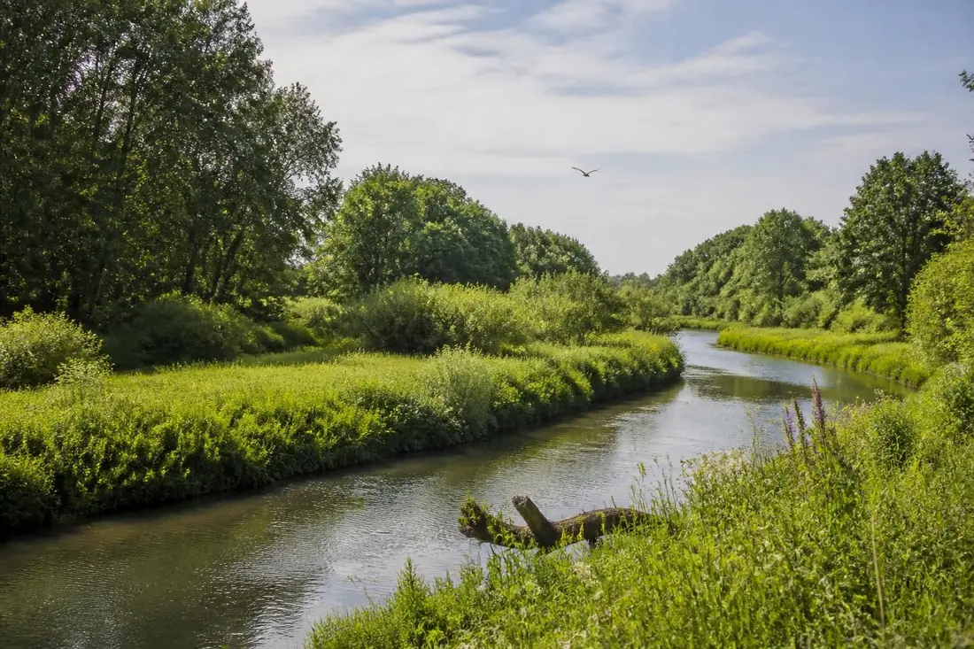 découvrez le tour des méandres de l'yonne, une aventure unique à travers des paysages sinueux et une biodiversité exceptionnelle, idéale pour les amoureux de la nature et de la randonnée.