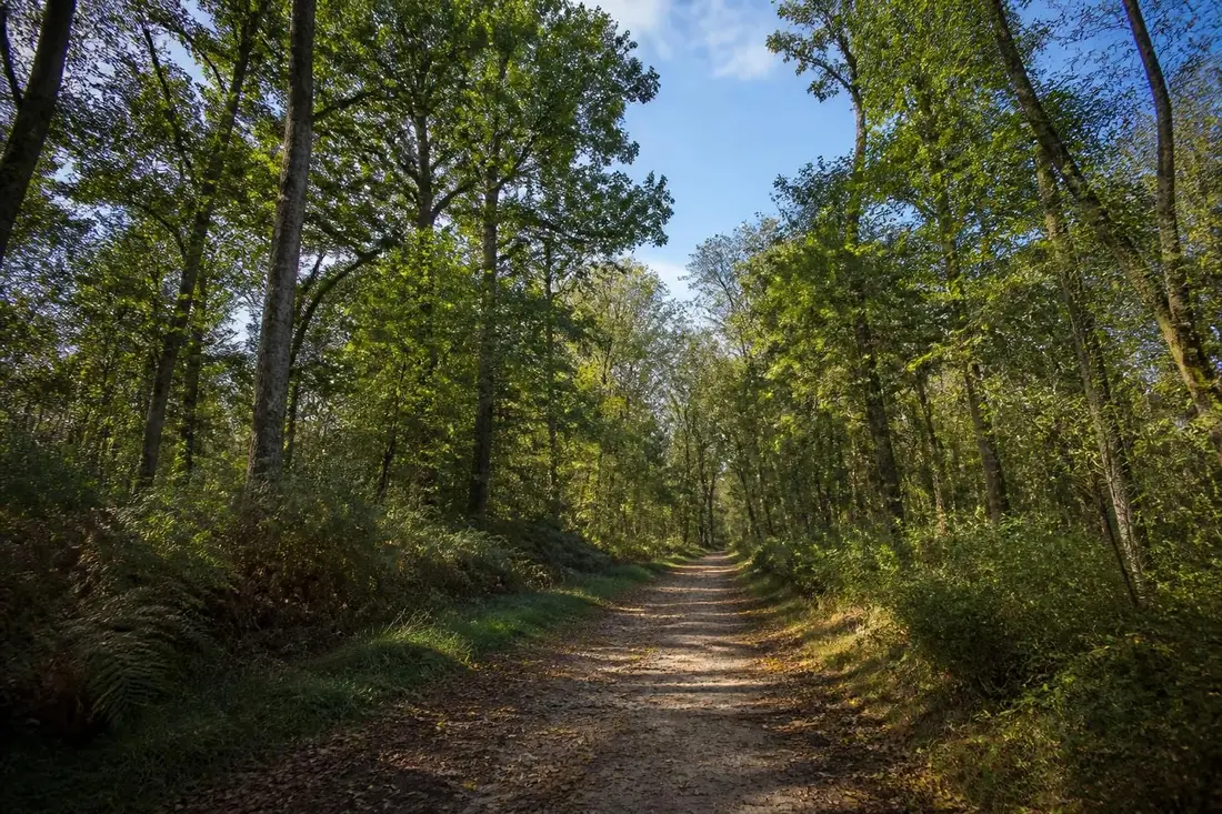 découvrez la traversée de la sylve d'argenson, un itinéraire nature unique entre deux-sèvres et charente-maritime, idéal pour les amoureux de randonnée et de paysages préservés.