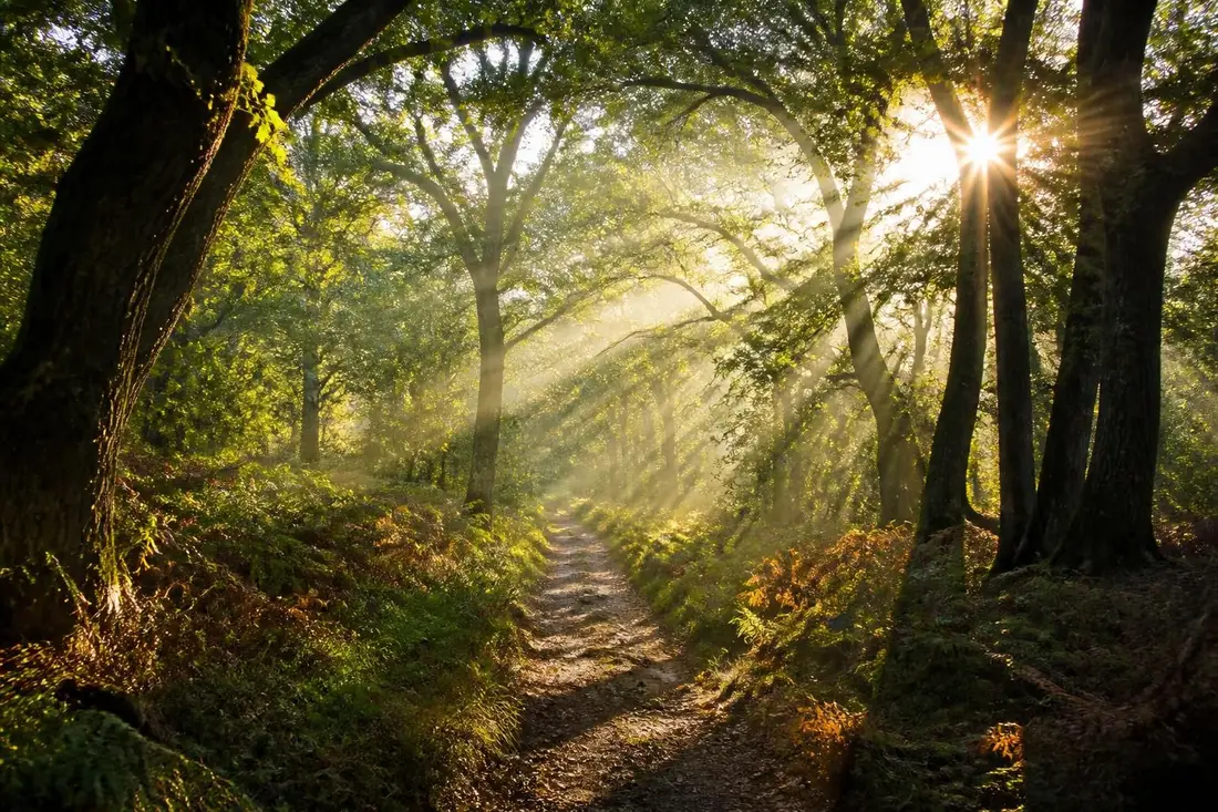 découvrez la traversée de la sylve d'argenson, un itinéraire nature unique entre deux-sèvres et charente-maritime, idéal pour les amoureux de randonnée et de paysages préservés.